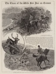 A perseguição do cervo vermelho selvagem no Exmoor